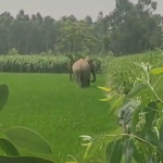 Bijnor