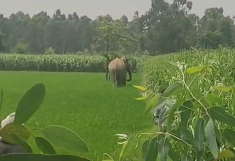Bijnor: जंगली हाथी ने बरपाया कहर, किसानों की खड़ी फसल को किया तहस-नहस Bijnor