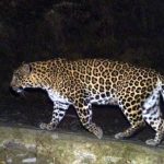 Leopard Attack: महिला की मौत के बाद बवाल, ग्रामीणों के पथराव से मचा हड़कंप