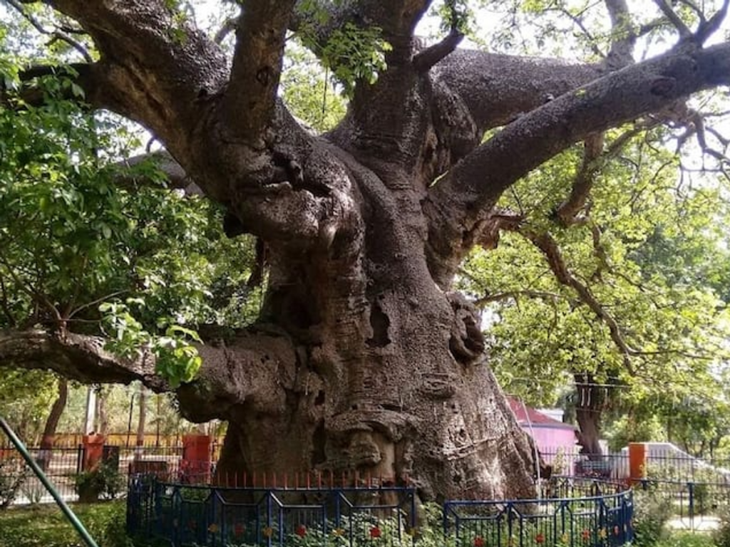 यूपी की वन विरासत होगी संरक्षित, दुर्लभ पेड़ों की प्रजातियों को फिर से बसाने की तैयारी