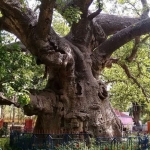 यूपी की वन विरासत होगी संरक्षित, दुर्लभ पेड़ों की प्रजातियों को फिर से बसाने की तैयारी