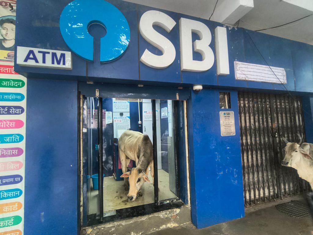 इंसान की जगह ATM में सांड, जमकर मचाया उत्पात, बाहर इंतजार करते रहे लोग