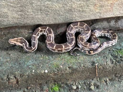 झांसी में 7 फीट का अजगर! सड़क पार करते VIDEO वायरल, गांव में दहशत
