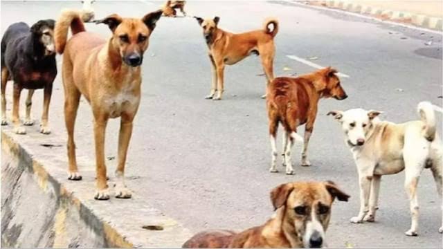यूपी के इस जिले में डॉग टेरर, चार महीने में 7635 लोगों को काटा